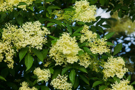 The blooming tree of the white elderberry flowerの写真素材
