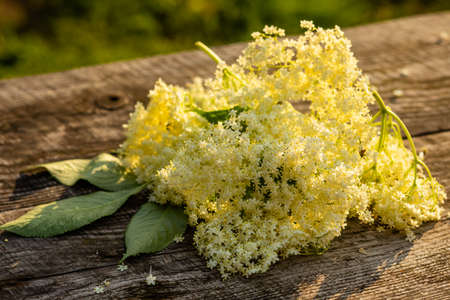 The wonderful white elderberry flowers on a wooden tableの写真素材