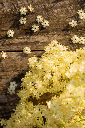 The wonderful white elderberry flowers on a wooden tableの写真素材