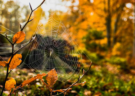 Spider web on the bush in the fall