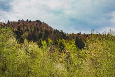 Wonderful spring landscape in the mountains with a flowering treesの写真素材