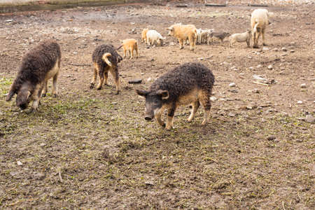 Dirty pig and piglets with curly hair at outdoor farmの写真素材