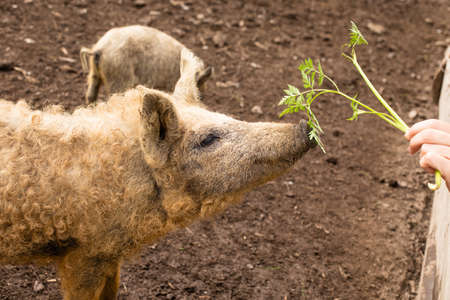 Cute curly piglets living in outdoor corralの写真素材