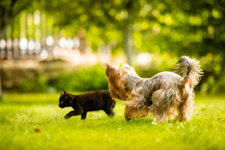 Cute kitten and Yorkshire terrier playing outside on grassの写真素材