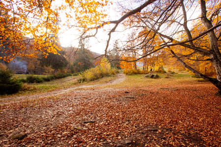 The path is leading up in the autumn forestの写真素材