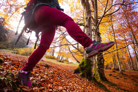 The woman hiker briskly walks in the autumn forest