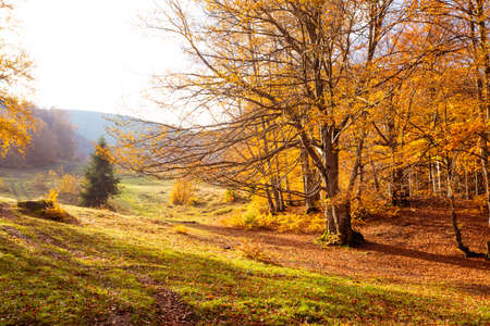 Warm autumn scenery in the fall forest