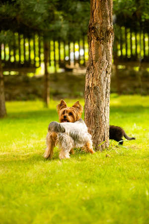 Dog has caught a kitten on a tree trunk and holding itの写真素材