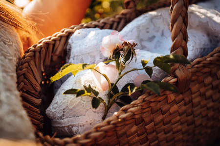 Wild rose flower on lace cloth in wicker basketの写真素材