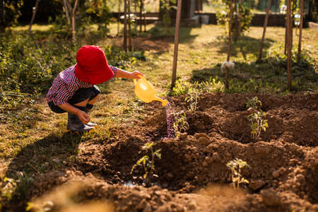 Cute little kid boy watering tomato plants in the gardenの写真素材