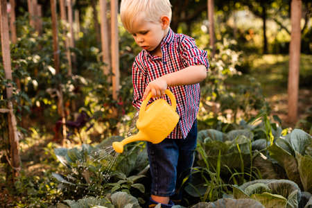 The baby boy waters the cabbage uses a watering canの写真素材