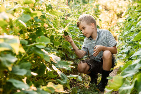 The little boy carefully collects cucumbers in the garden bedの写真素材