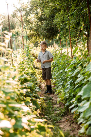 The little boy stands with a basket in the garden bedの写真素材