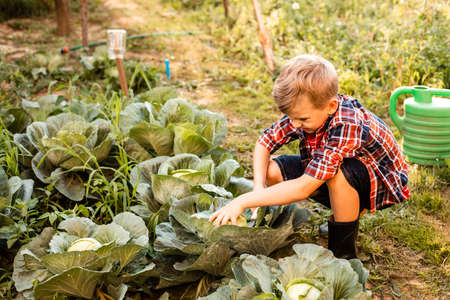 The preschooler with disgust collects cabbage in the garden bedの写真素材