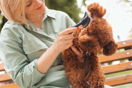 Female dog owner brushing Toy poodles fur