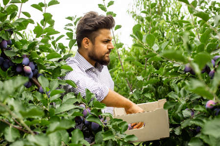 Indian gardener picking ripe plums in the gardenの写真素材