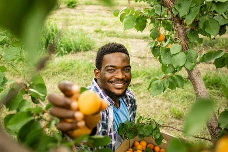 Farmer showing harvest of fresh sweet apricotsの写真素材