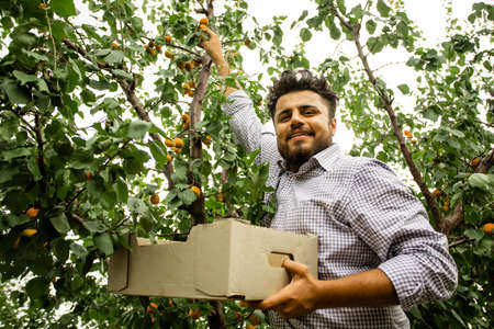 Farmer showing harvest of fresh sweet apricots