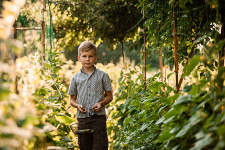 The little boy stands with a basket in the garden bedの写真素材