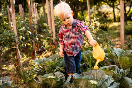 The baby boy waters the cabbage uses a watering canの写真素材