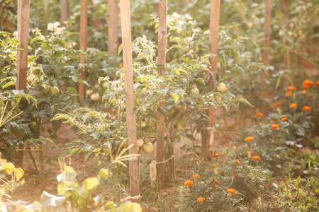Garden bed with tomatoes at the sunny dayの写真素材