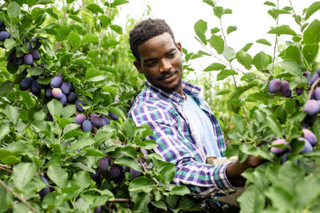 African american gardener picking ripe plums in the gardenの写真素材