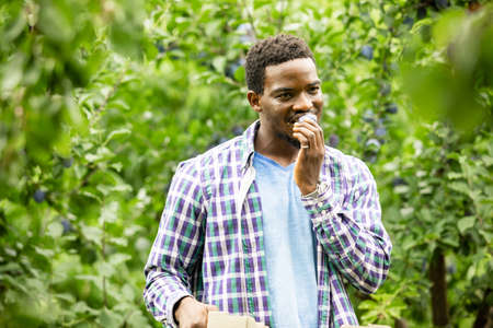 African american gardener picking ripe plums in the gardenの写真素材