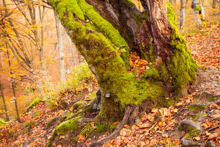 The old sloping tree covered with moss on a steep slopeの写真素材