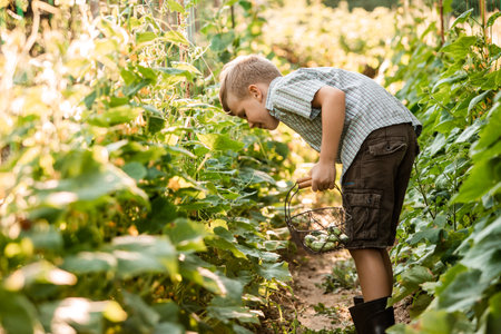 The little boy carefully collects cucumbers in the garden bedの写真素材