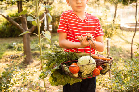The little farmer holds a basket of fresh vegetablesの写真素材
