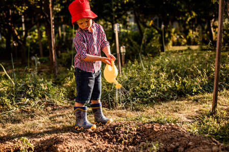 Cute little kid boy watering tomato plants in the gardenの写真素材