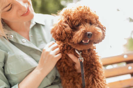 Cute brown poodle sitting on womans legs