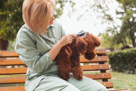 Closeup view female dog owner with blond hair holding cute Toy poodle, brushing its fur. Woman sitting outdoors on bench, taking care of her dog.の写真素材