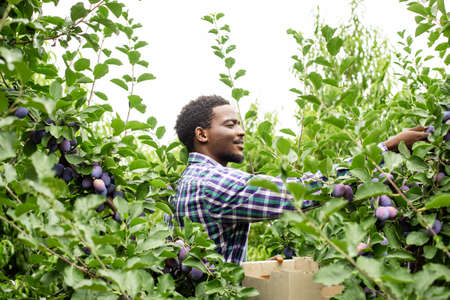 African american gardener picking ripe plums in the gardenの写真素材