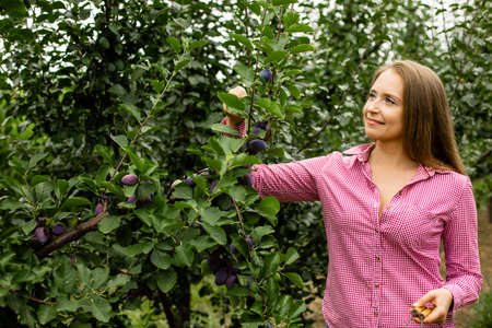 Beautiful young woman picking ripe organic plumsの写真素材