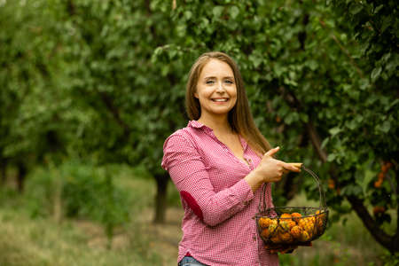 Smiling woman with basket of apricots in the gardenの写真素材