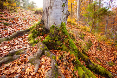 Ecological problem of felling woods in the Carpathian mountainsの写真素材