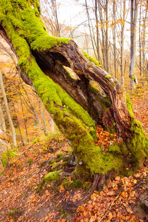 Rotten tree in autumn forest with moss and little mashrooms