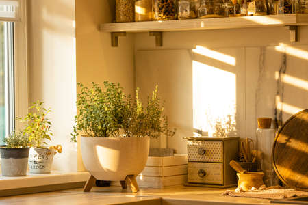 Home-grown garden with herbs - oregano, thyme and others grow in one potの写真素材