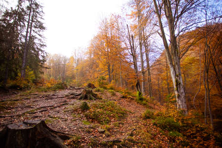 Warm autumn scenery in the fall forest
