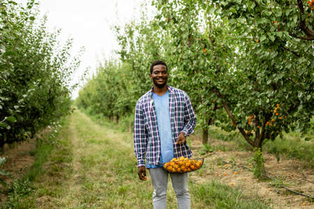 African man stand in fruit garden, holding basket of ripe apricotsの写真素材