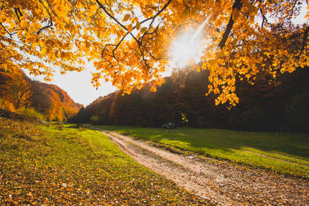 The bright sun rises over the hill in the autumn forestの写真素材