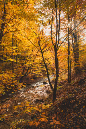 The small mountain stream in the autumn forestの写真素材