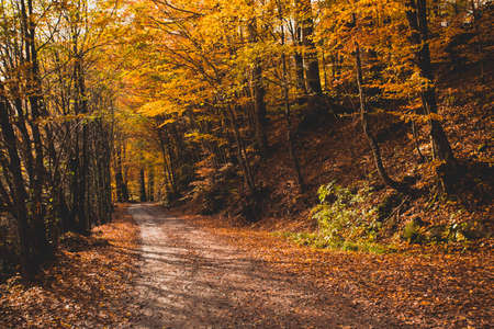 The bright sun rises over the hill in the autumn forestの写真素材