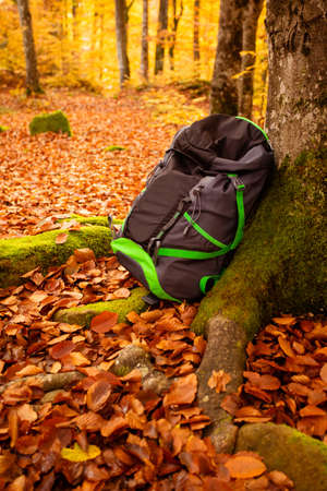 Backpack in the forest under the tree in fallの写真素材