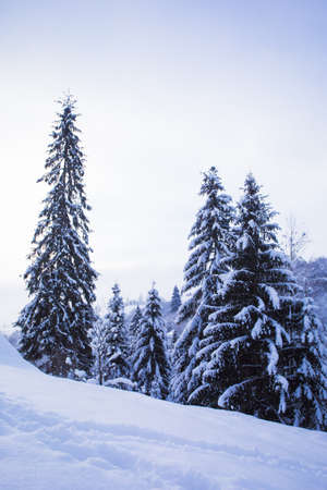 Winter in the mountains and windbreak after snowfallの写真素材