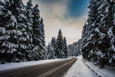 Scenic View of empty road with snow covered pinesの写真素材
