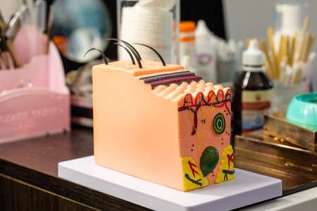 Plastic model of human skin and hair structure for educationの写真素材