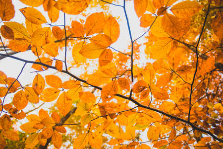 Autumn hazel nut bush leaves over the skyの写真素材