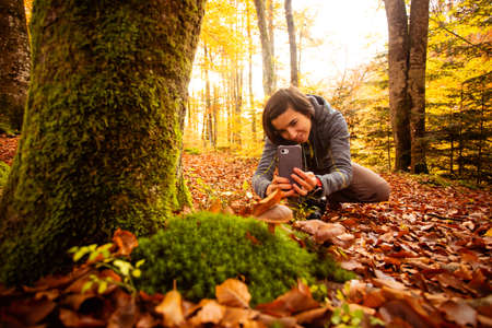 Woman in the forest takes pictures of a mushroom usinag smartphoneの写真素材